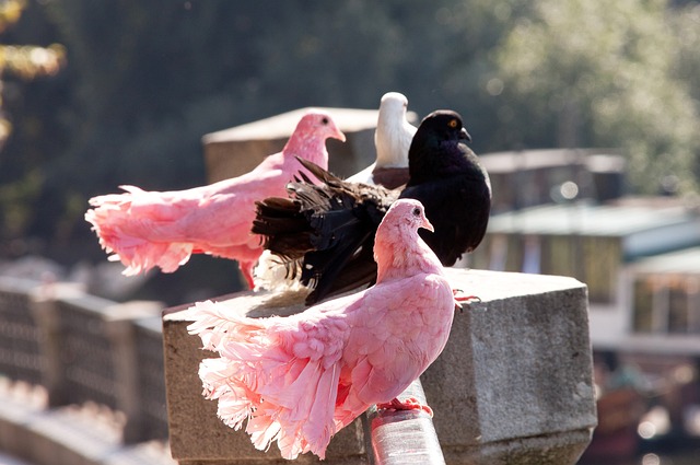 球队未来规 球队未来规