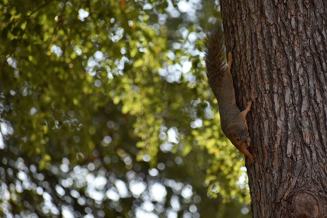 克莱汤普森：离开独行侠后不会回归勇士，只有两支球队能吸引我.